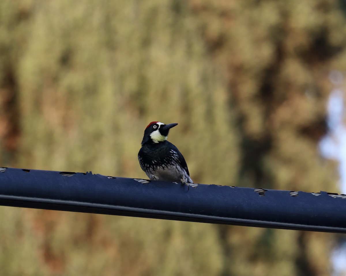 Acorn Woodpecker - ML297528861