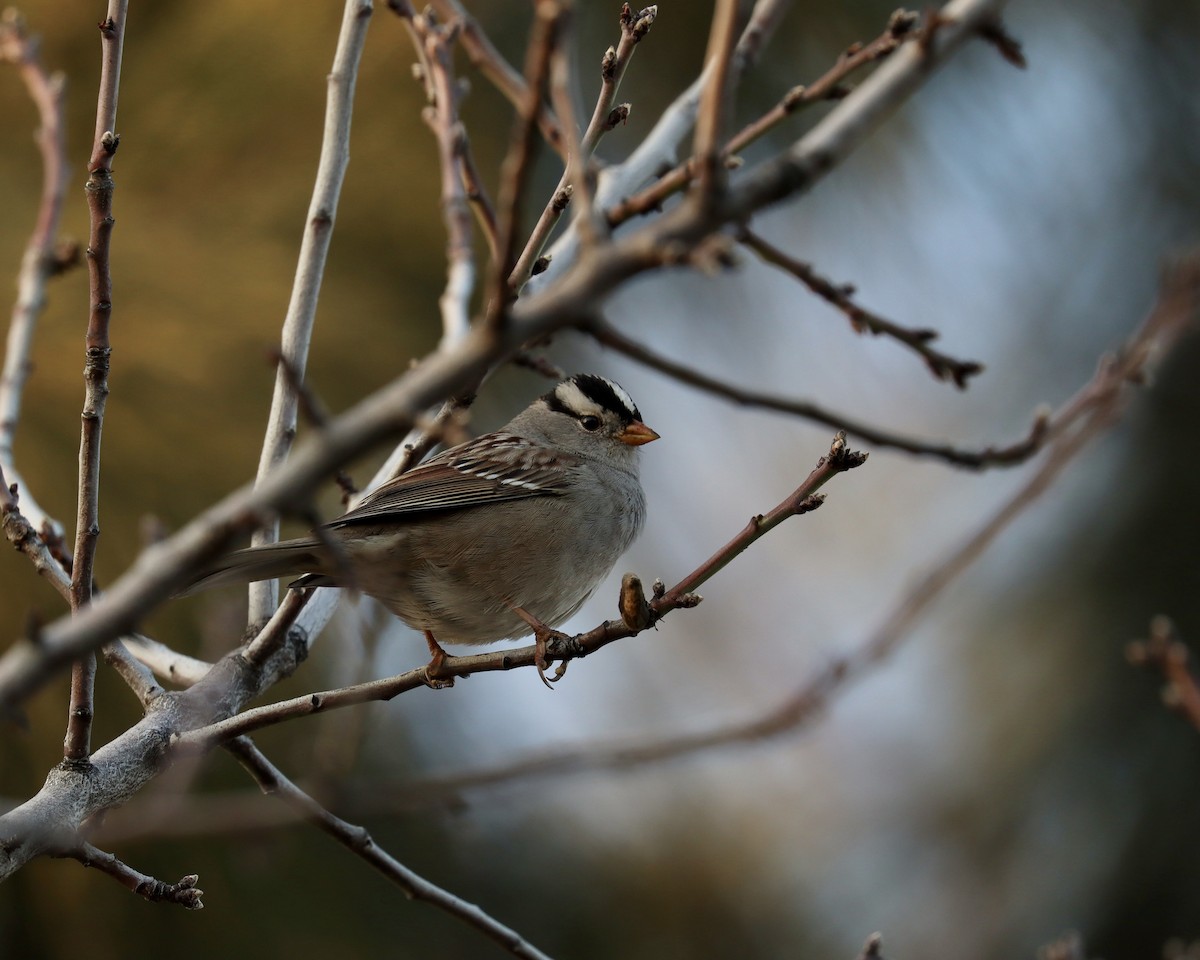 White-crowned Sparrow - ML297529141