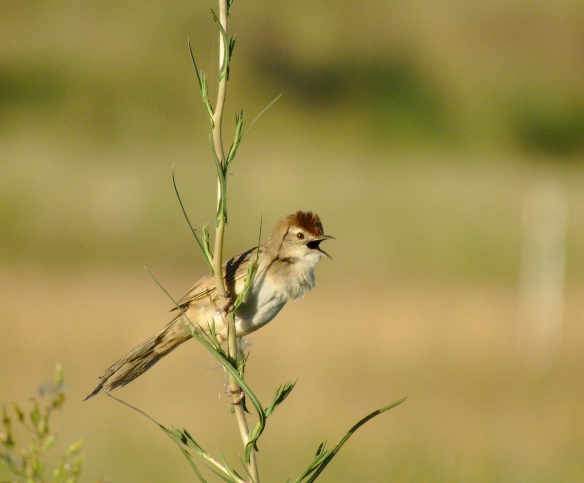 Tawny Grassbird - ML297530331