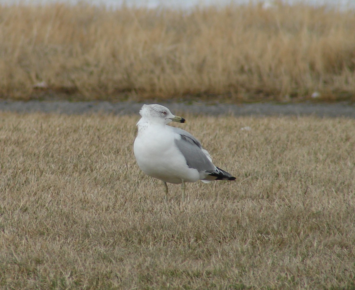 Ring-billed Gull - Jeremy Snow