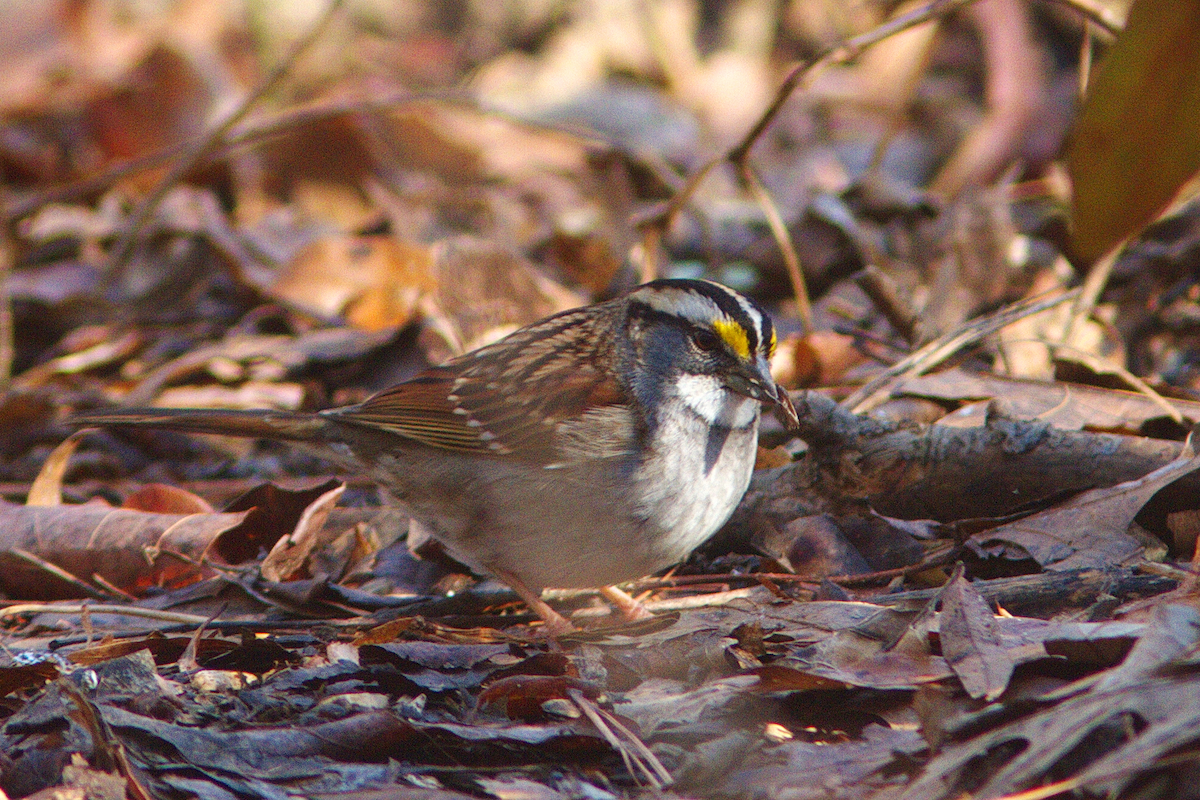 White-throated Sparrow - Stan Chapman