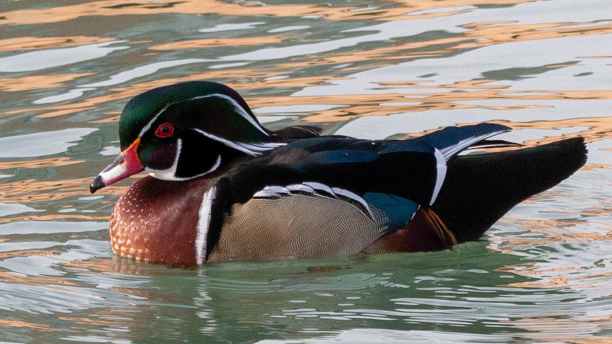 Wood Duck - ML297536891