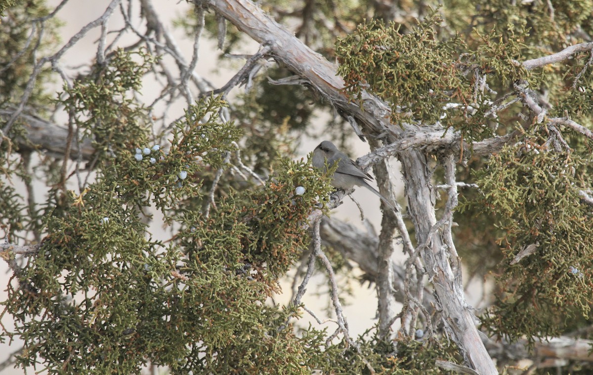 Bushtit - ML297540921