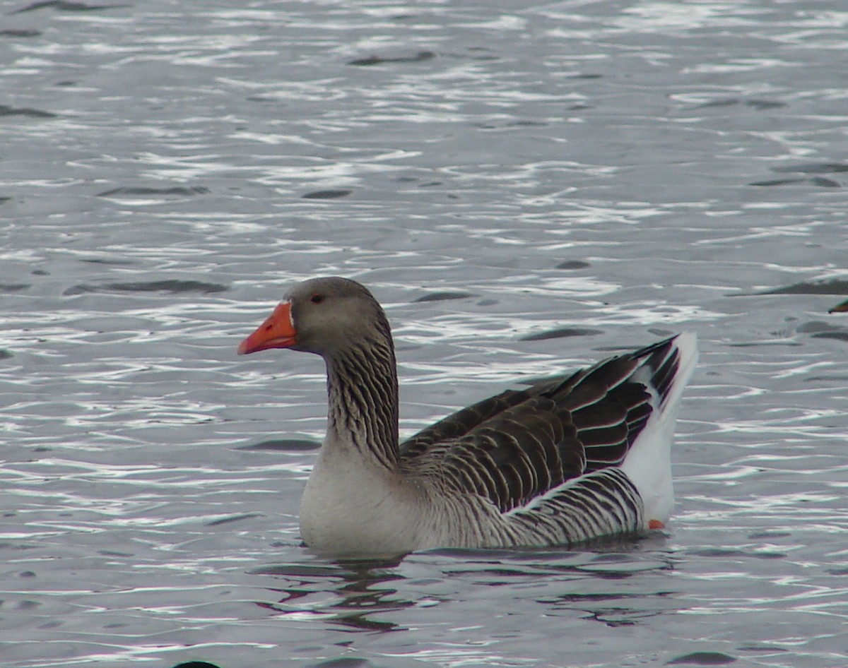 Graylag Goose (Domestic type) - Jeremy Snow