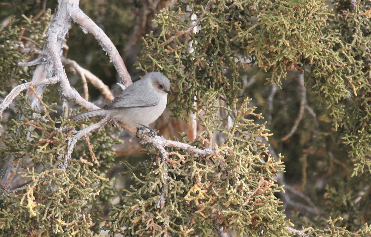 Bushtit - ML297541291