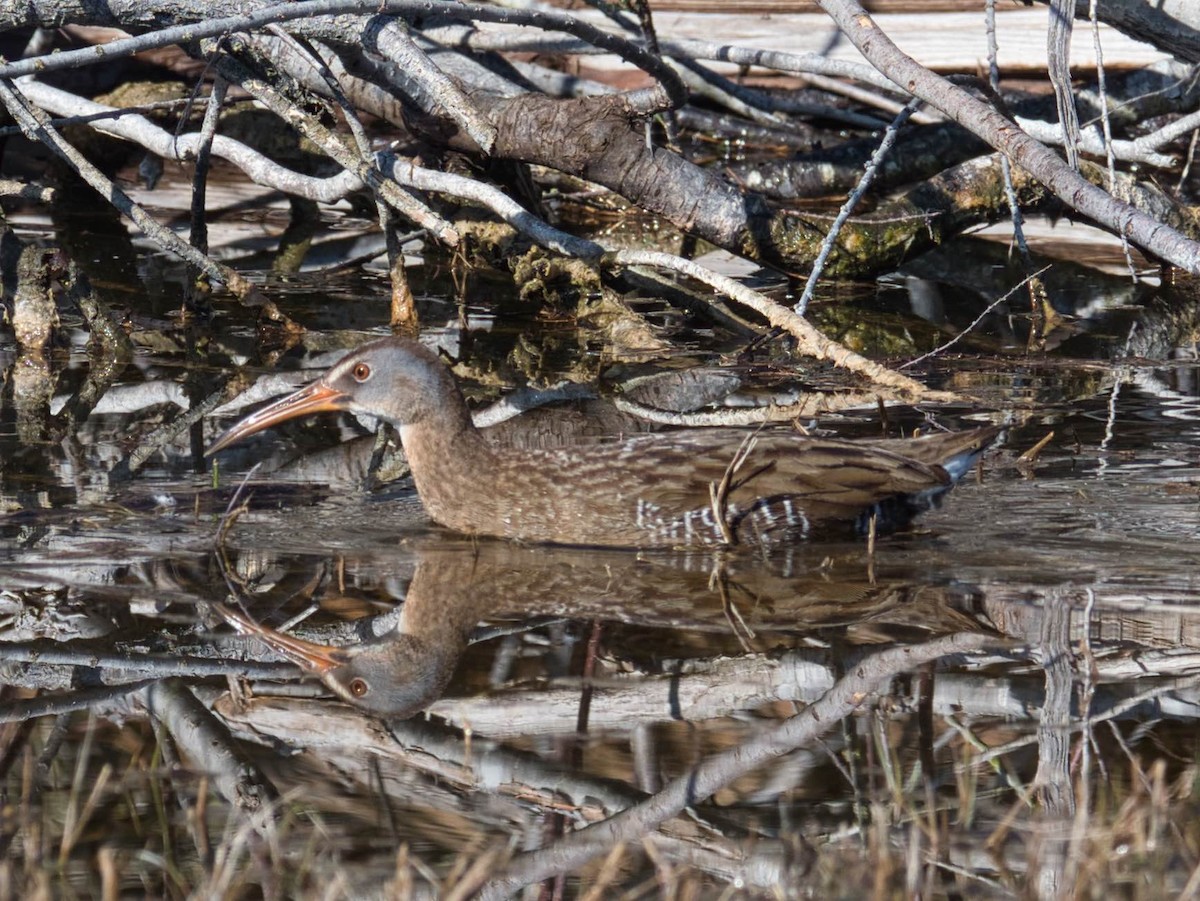 Clapper Rail - Eric Carpenter