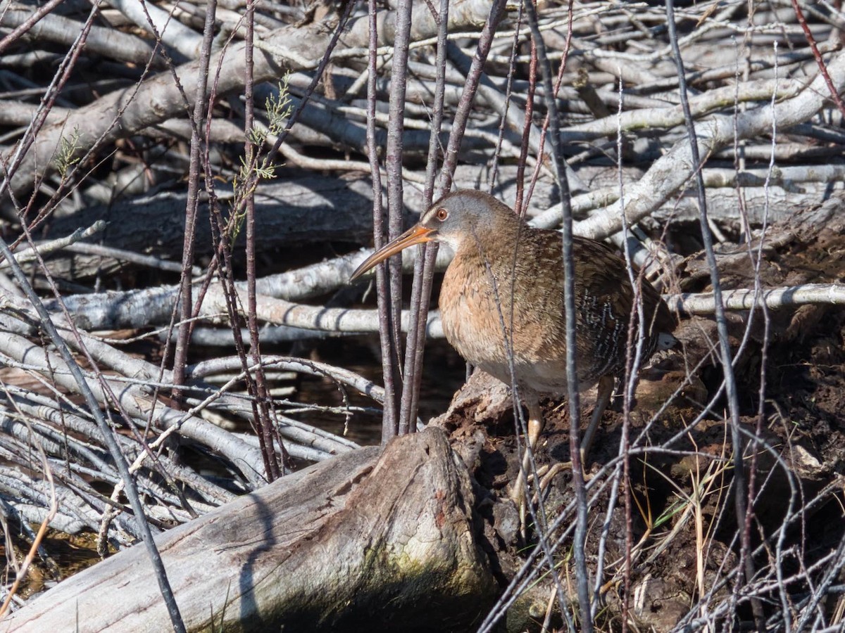 Clapper Rail - ML297541481