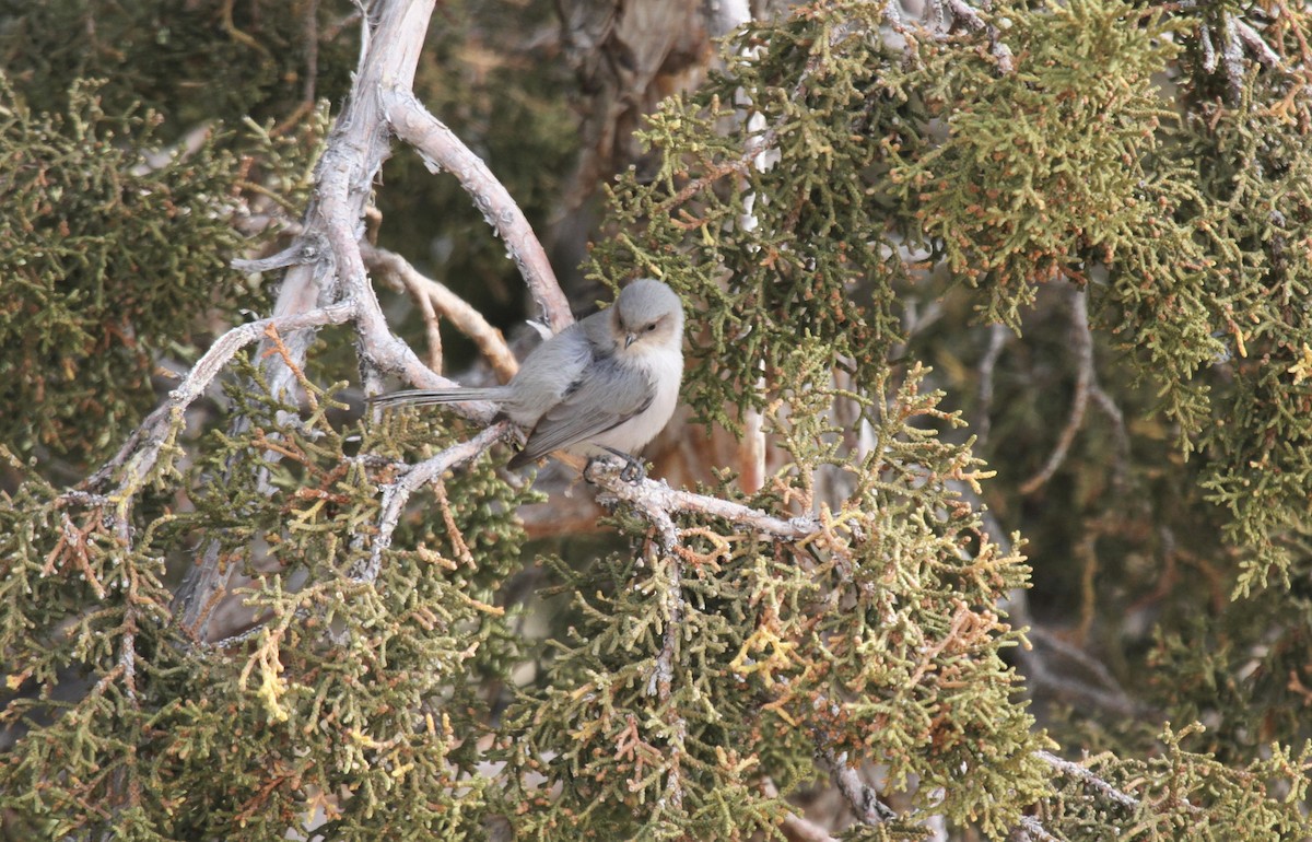 Bushtit - ML297541661