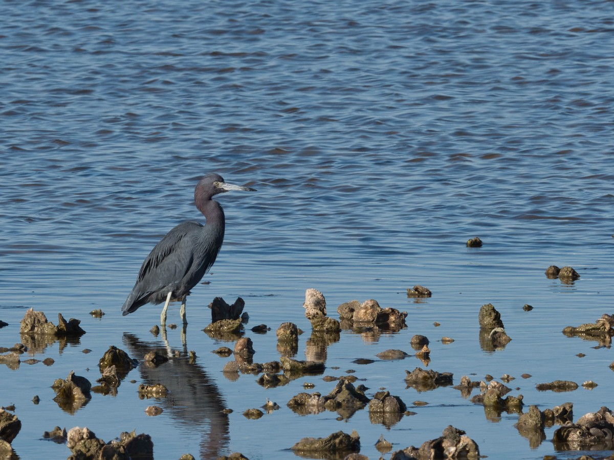 Little Blue Heron - ML297542321