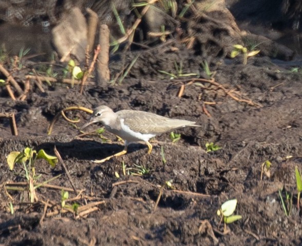 Spotted Sandpiper - Lainie Berry