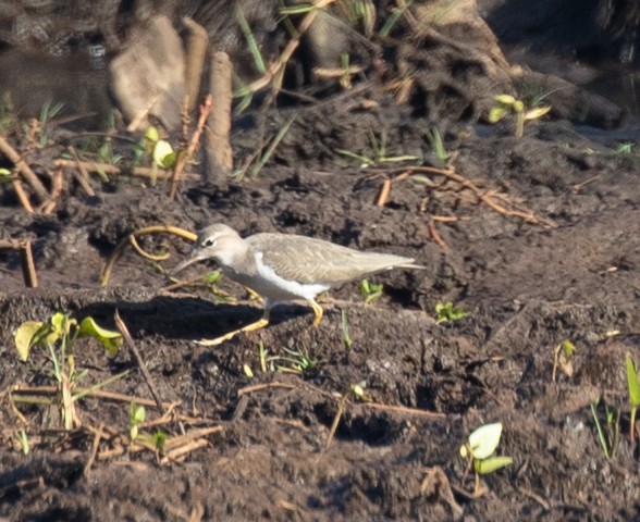 Spotted Sandpiper - ML297543191