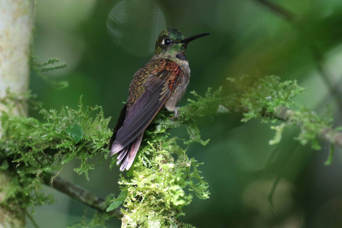 Fawn-breasted Brilliant - ML297543771