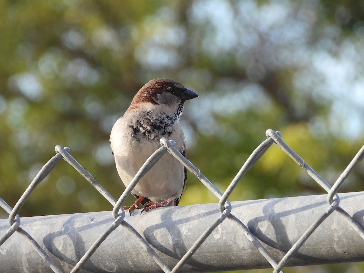 Оронгийн бор шувуу - ML297543821