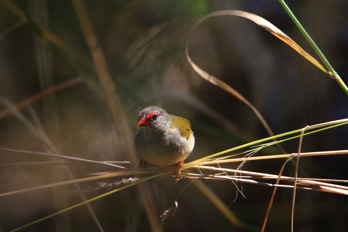 Red-browed Firetail - ML297544131
