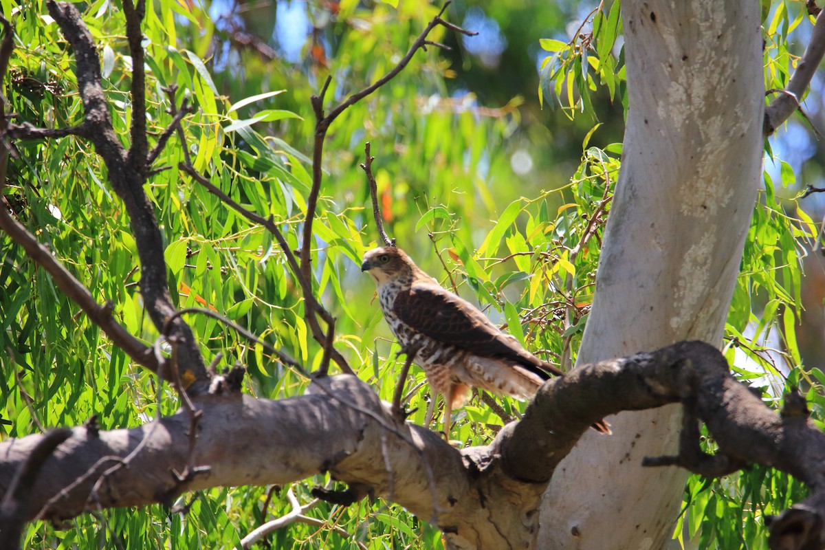 Brown Goshawk - ML297544211