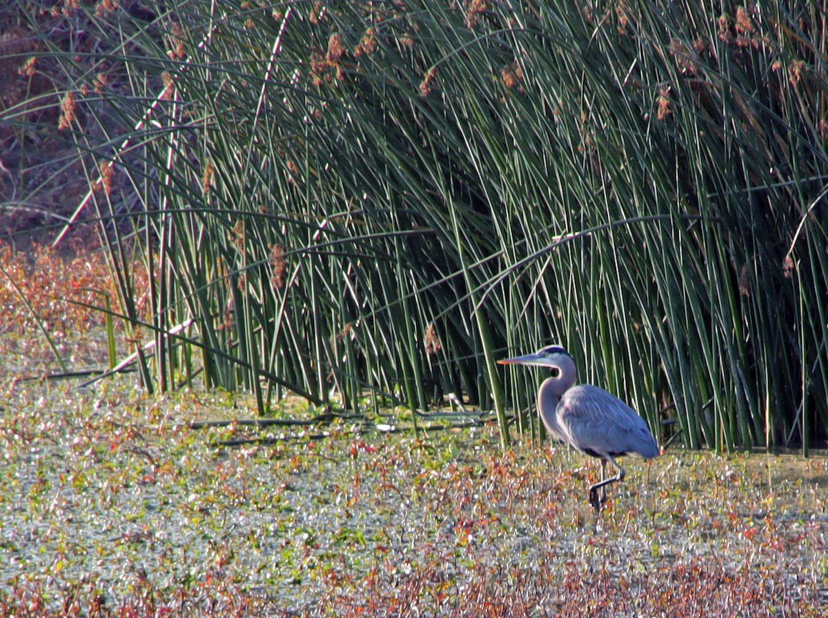 Great Blue Heron - ML297544231