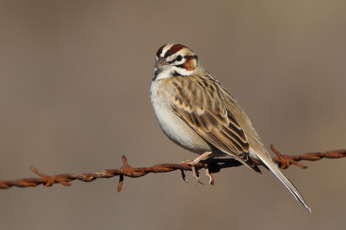 Lark Sparrow - ML297544621