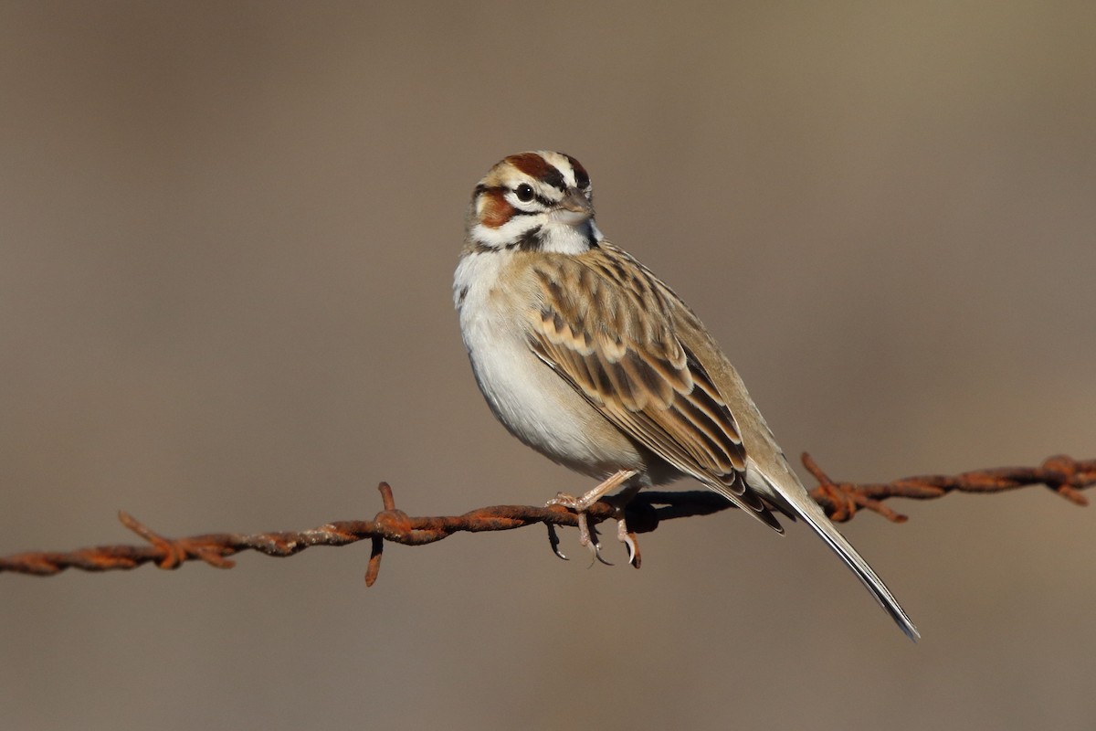 Lark Sparrow - ML297544641