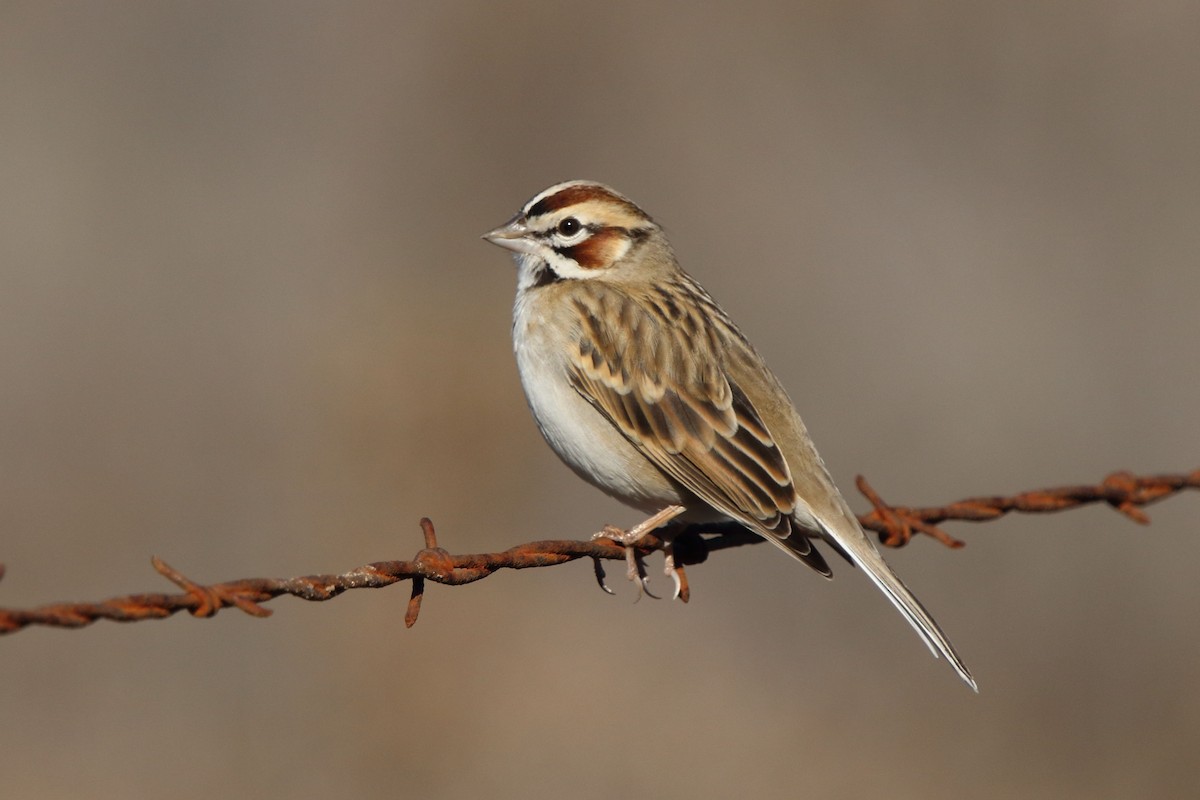 Lark Sparrow - ML297544651