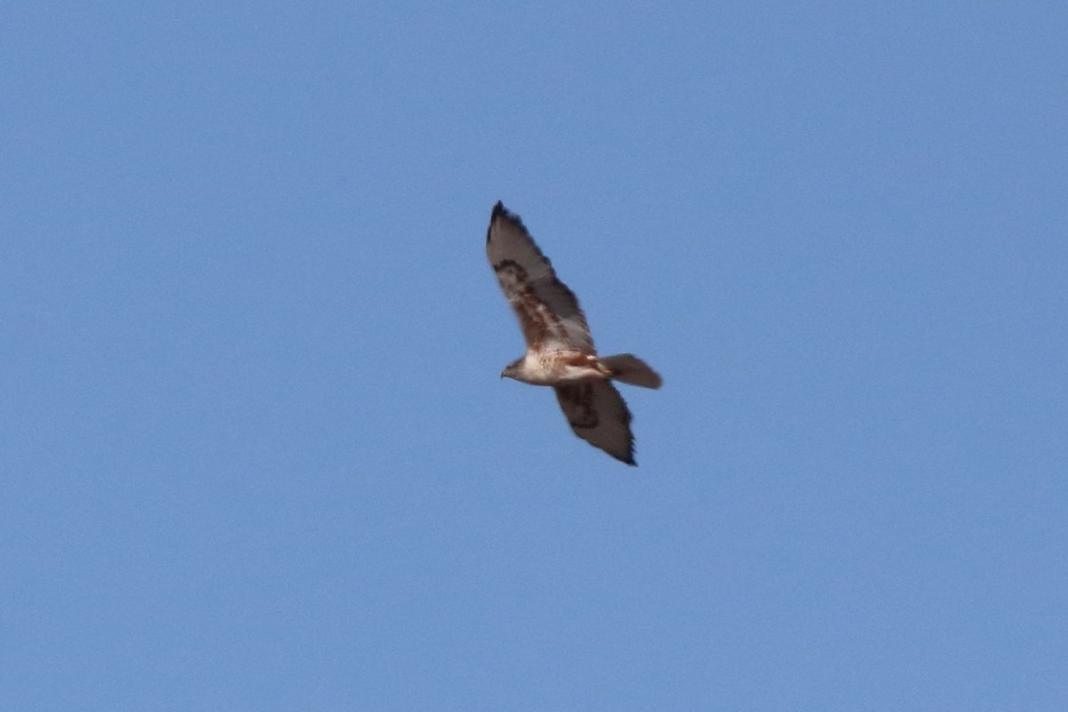 Königsbussard - ML297544701