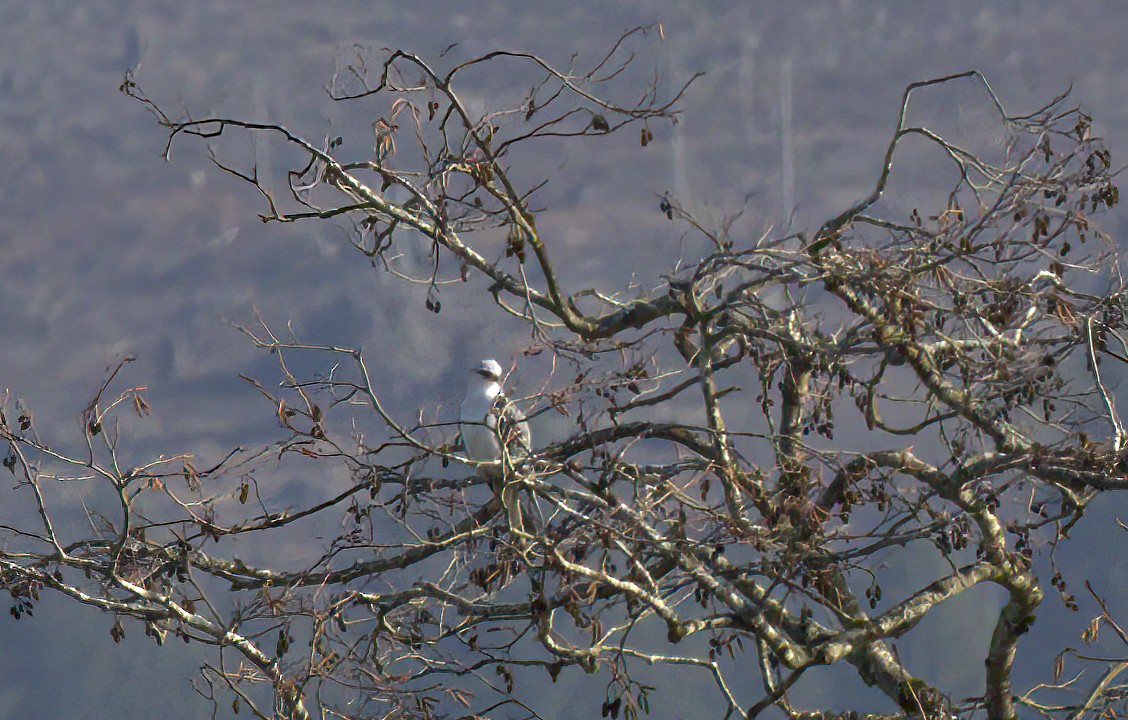 White-tailed Kite - Gregory Johnson