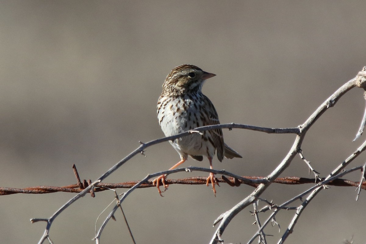 Savannah Sparrow - ML297545111