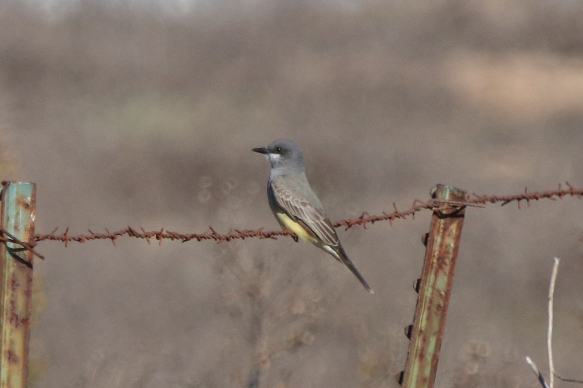 Cassin's Kingbird - ML297546041