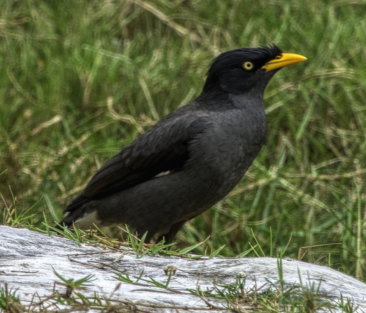 Javan Myna - ML297547081