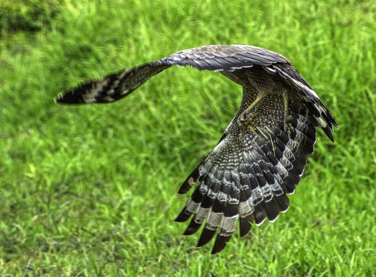 Crested Serpent-Eagle - ML297547421