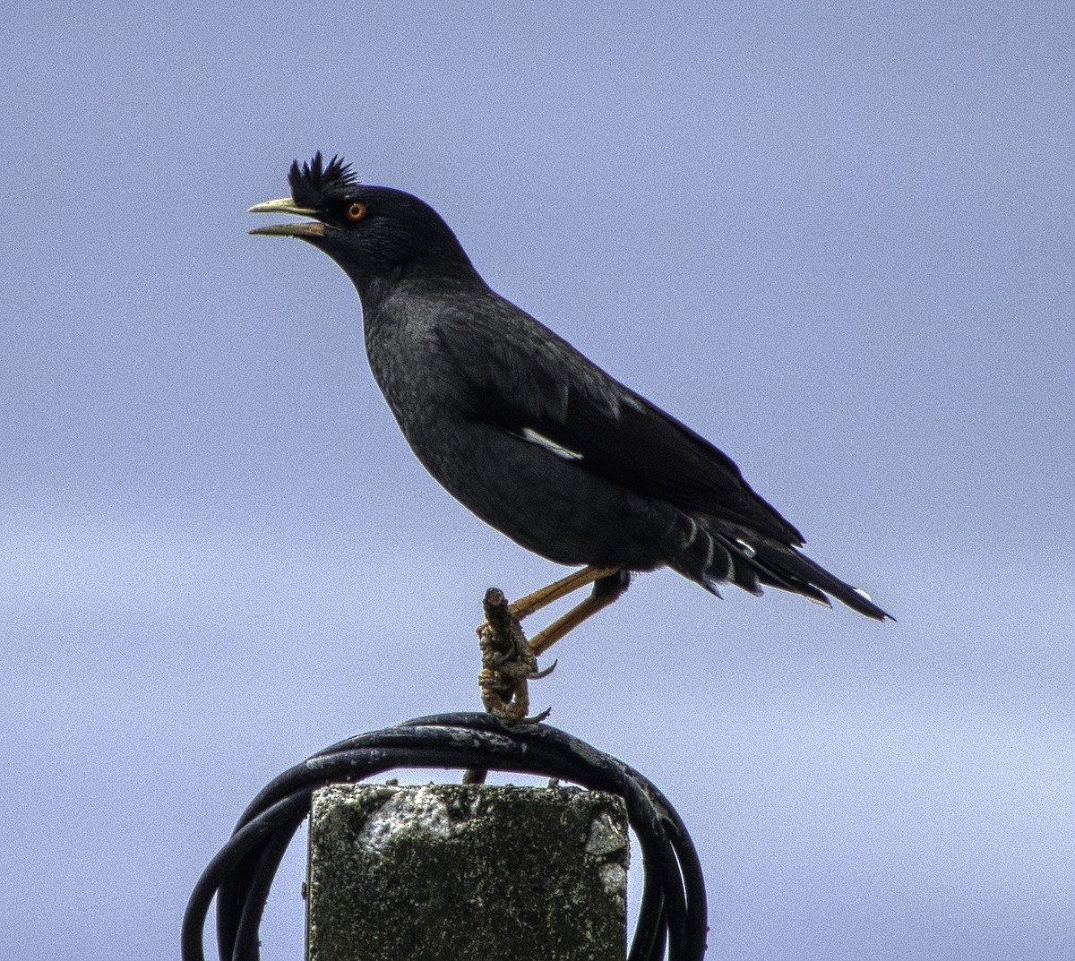 Crested Myna - ML297547501