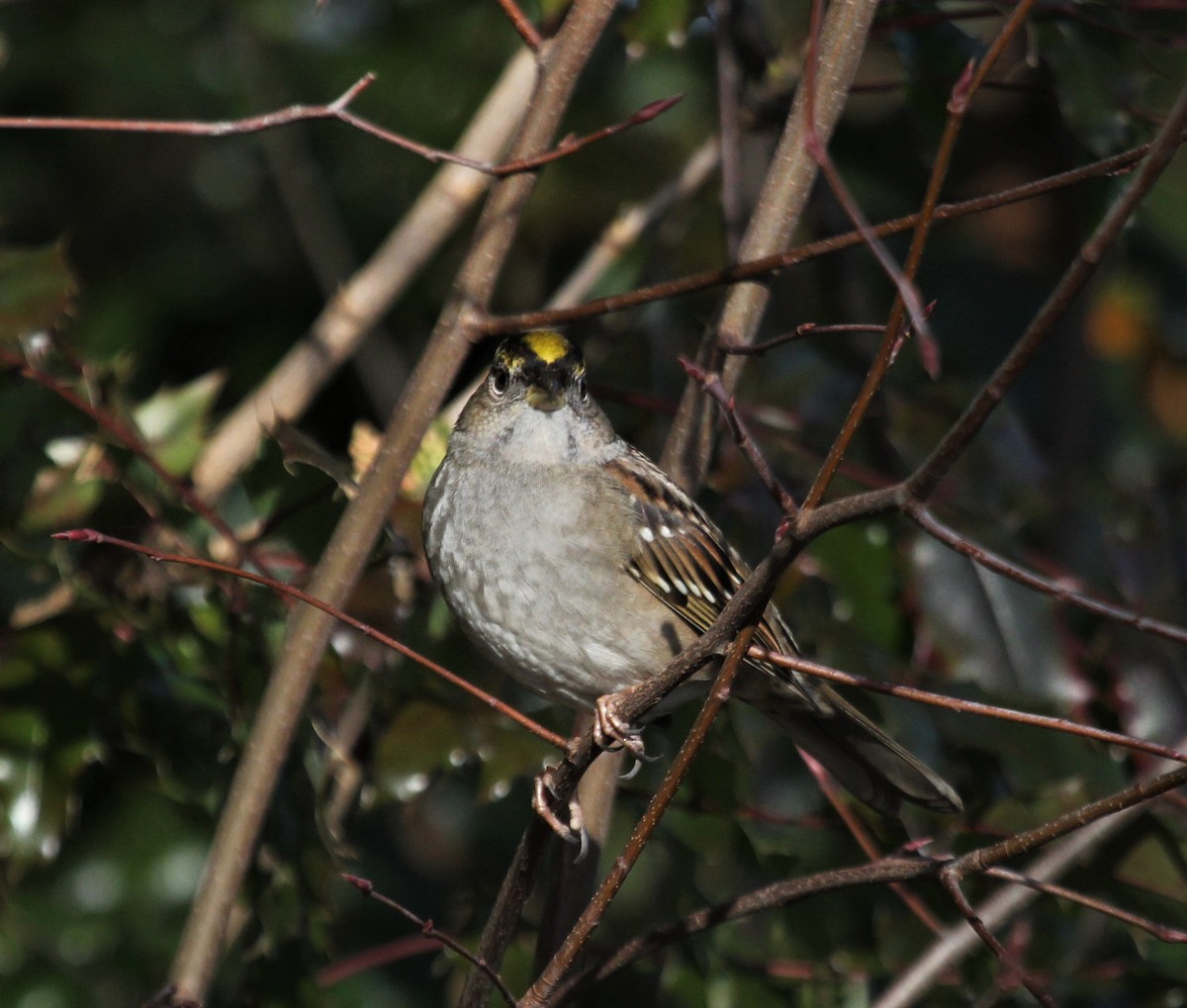 Golden-crowned Sparrow - ML297548591