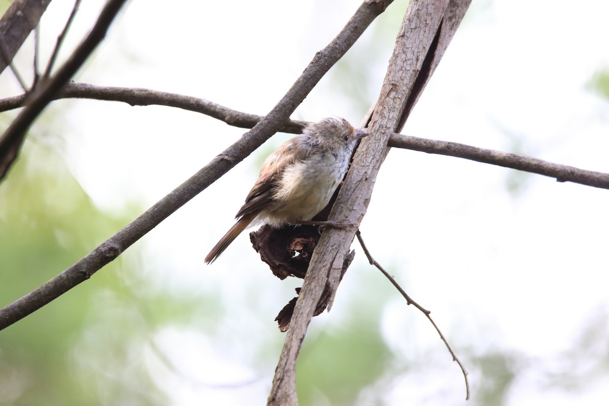 Brown Thornbill - ML297548621