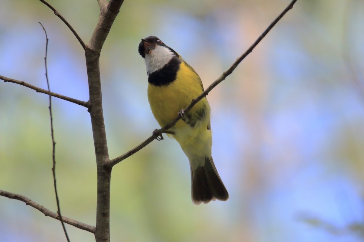 Golden Whistler - ML297548631