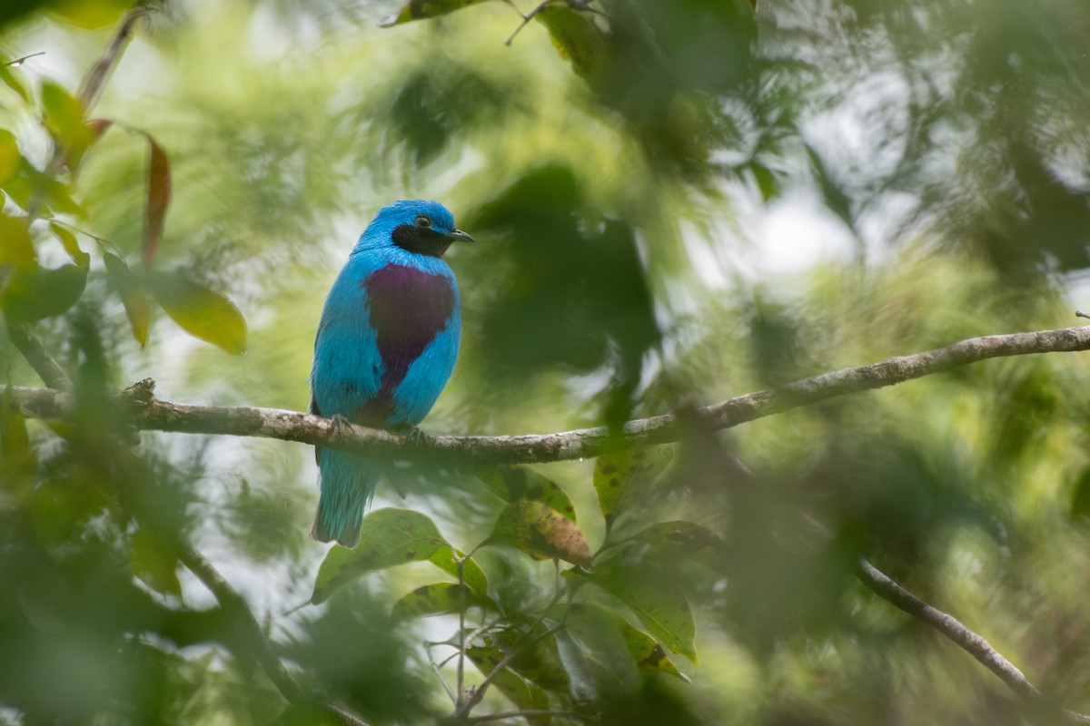 Lovely Cotinga - Ana Paula Oxom