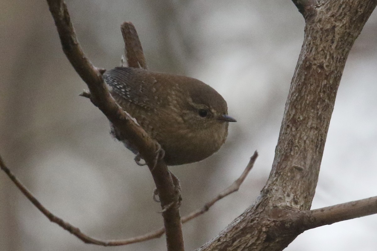 Winter Wren - ML297549871