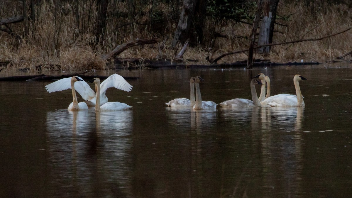 Trumpeter Swan - ML297549981