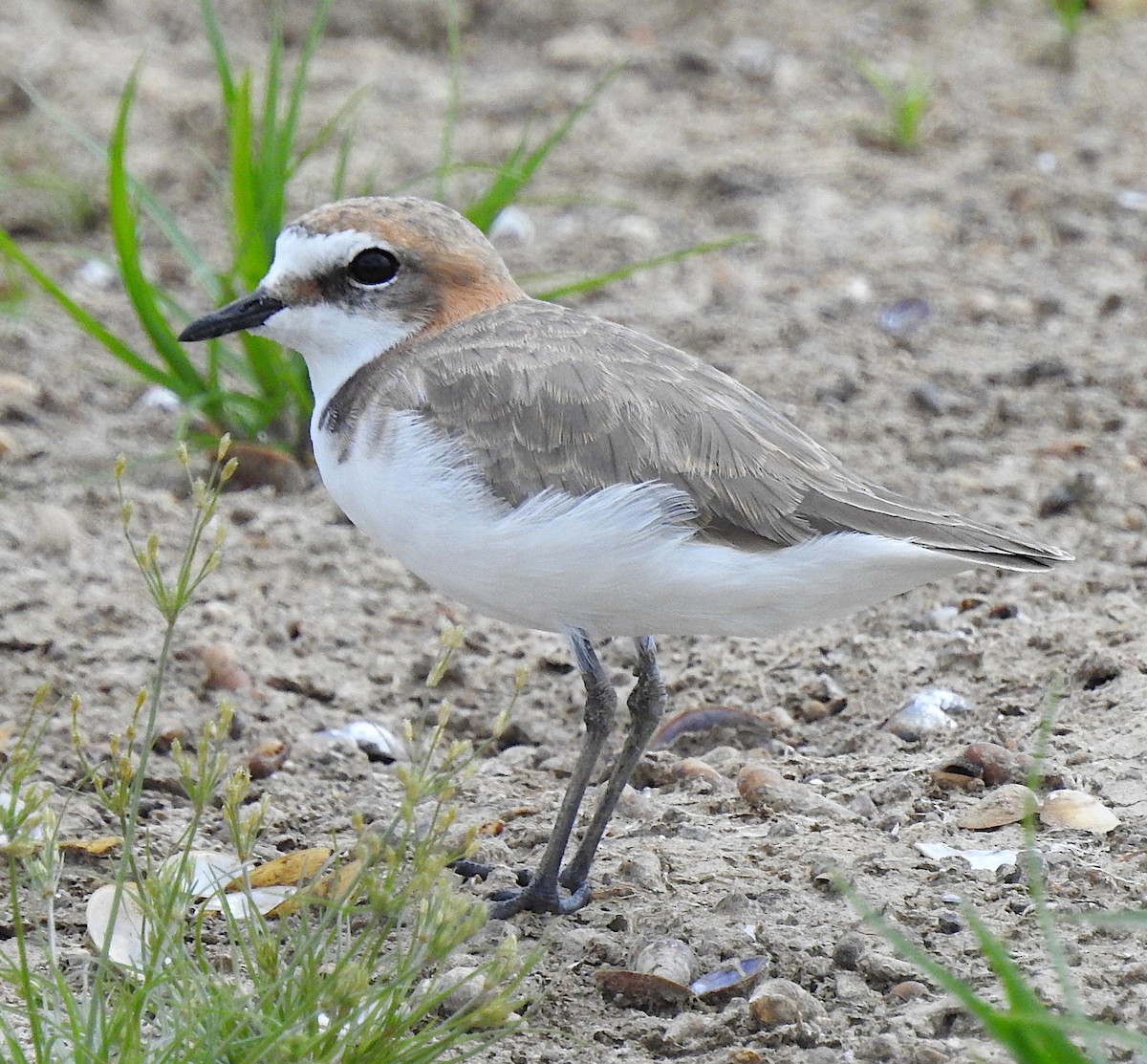 ML297550761 - Red-capped Plover - Macaulay Library