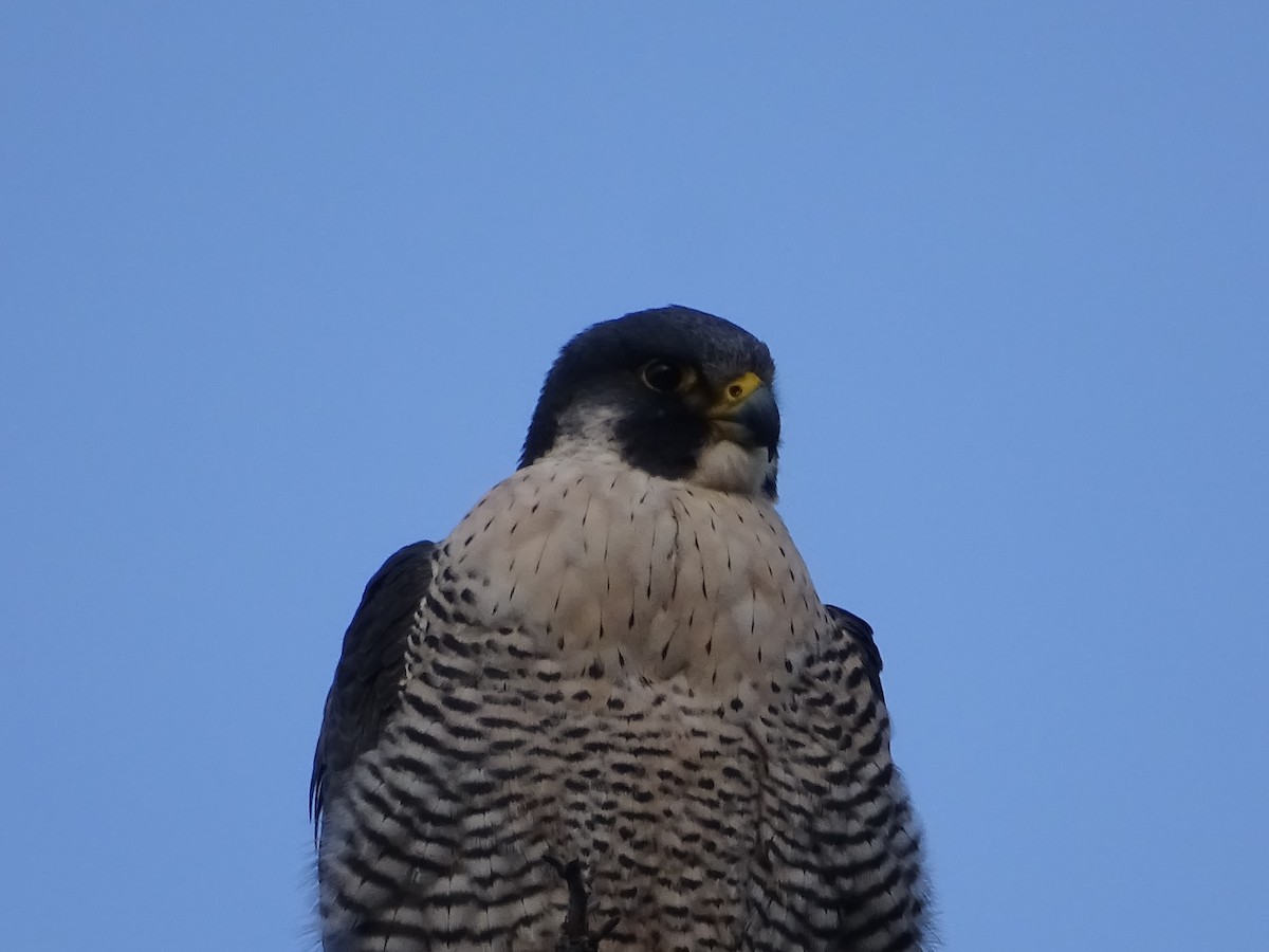 Peregrine Falcon - ML297550911