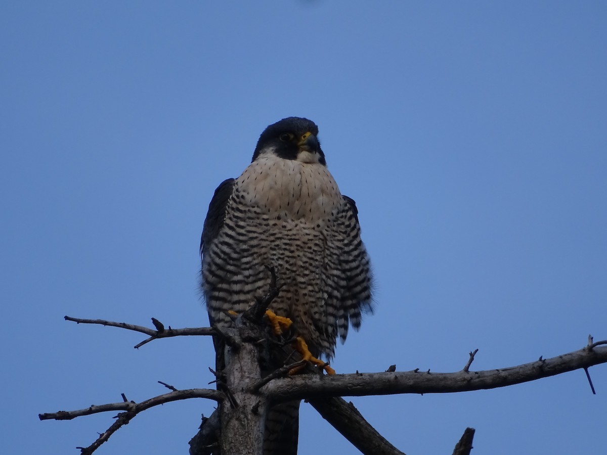 Peregrine Falcon - ML297550941