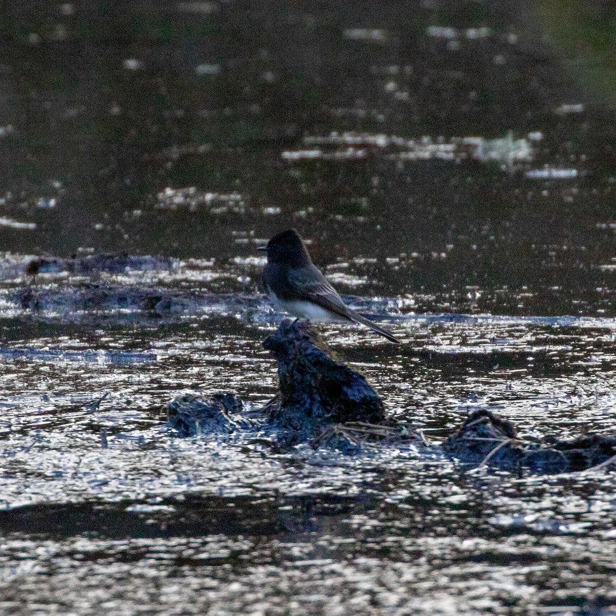 Black Phoebe - ML297551481