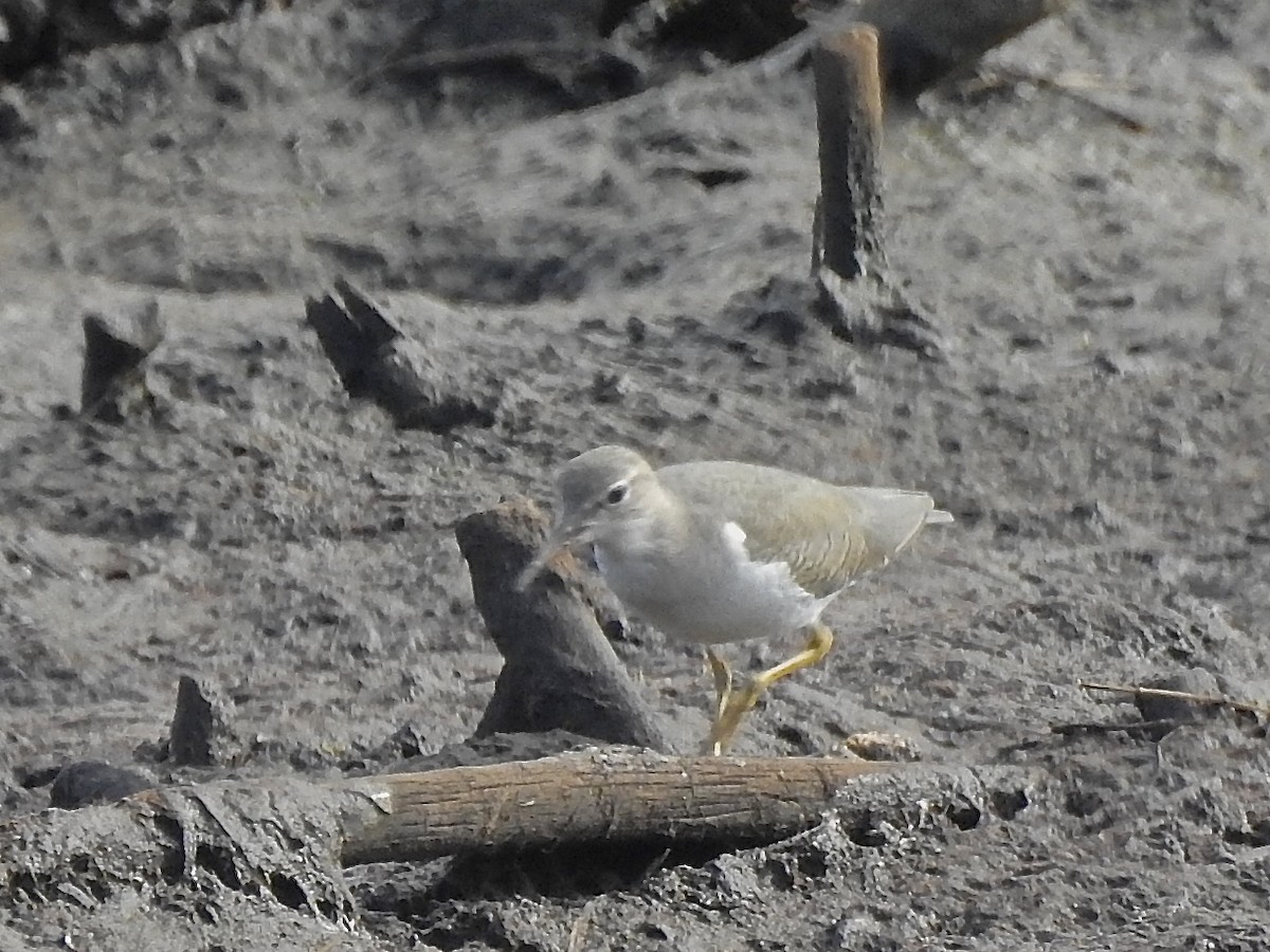 Spotted Sandpiper - ML297551761