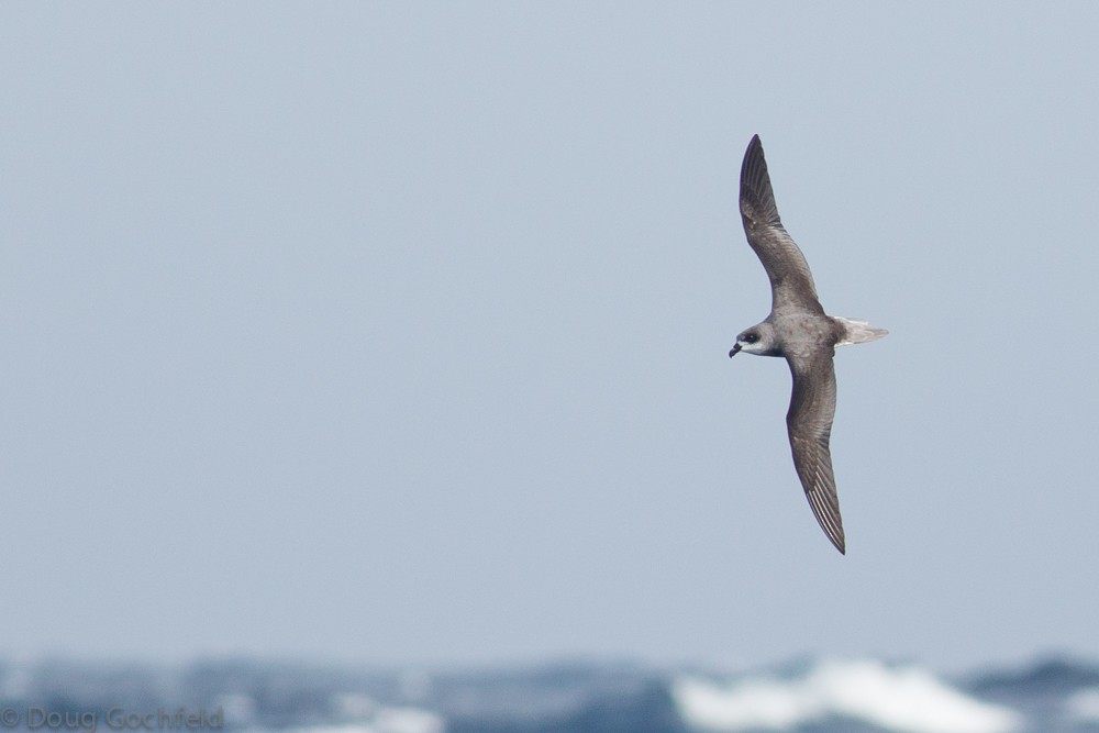 Fea's Petrel - ML29755181