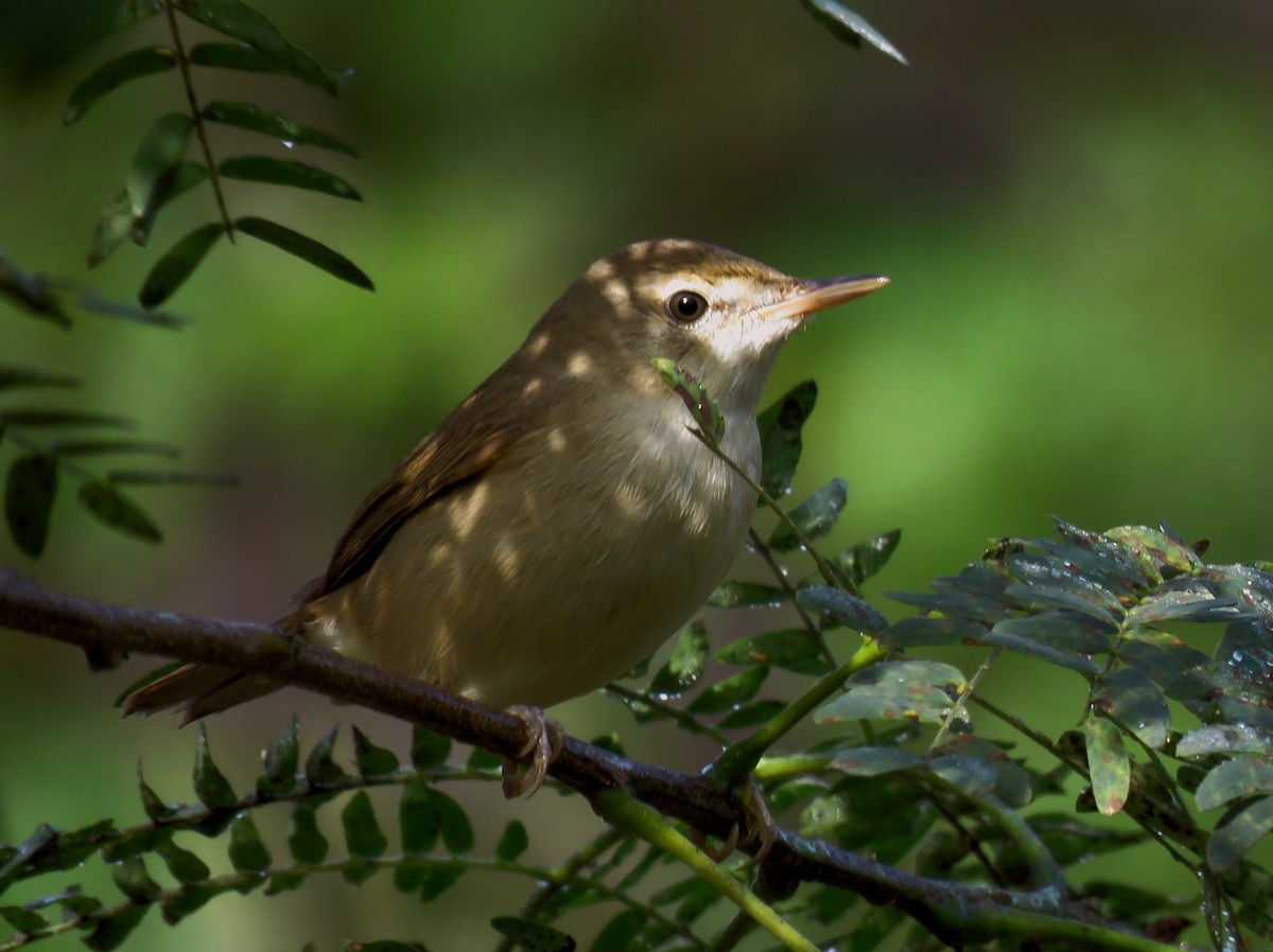 Blyth's Reed Warbler - ML297551821