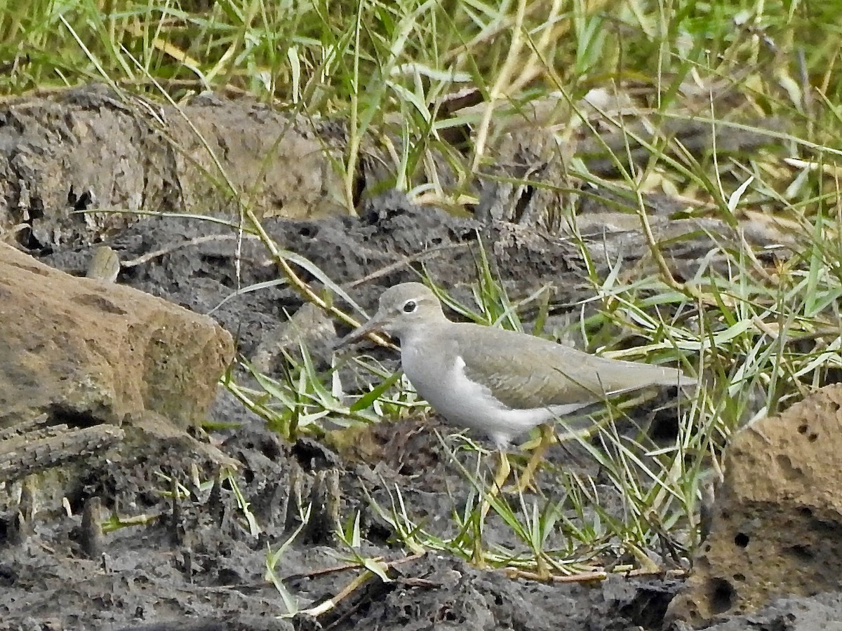 Spotted Sandpiper - ML297551921