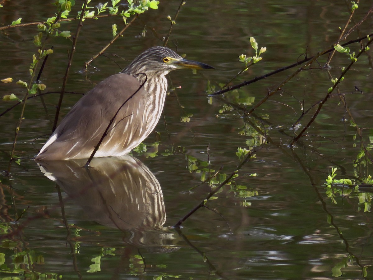 Indian Pond-Heron - Santharam V