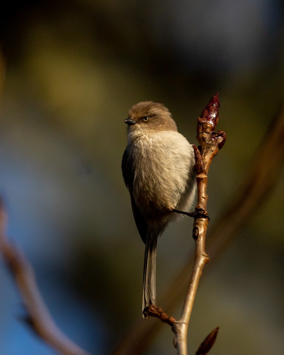 Bushtit (Pacific) - ML297552151