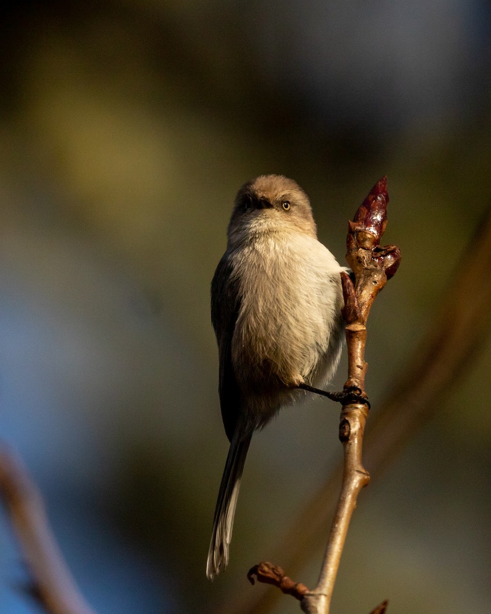 Bushtit (Pacific) - Philip Kline