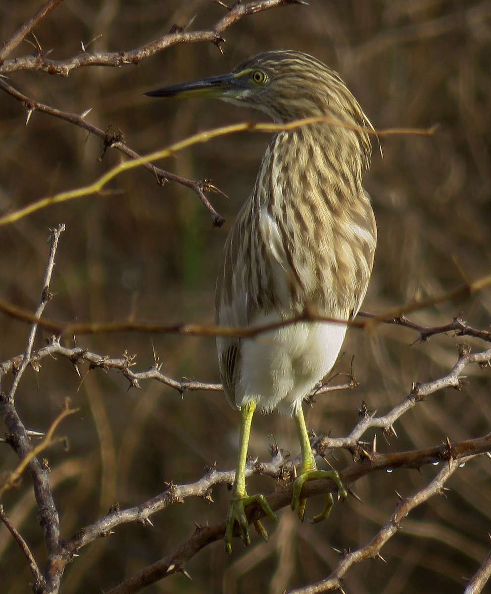 Indian Pond-Heron - Santharam V