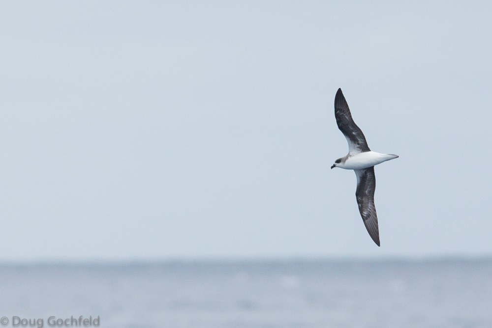 Fea's Petrel - ML29755281