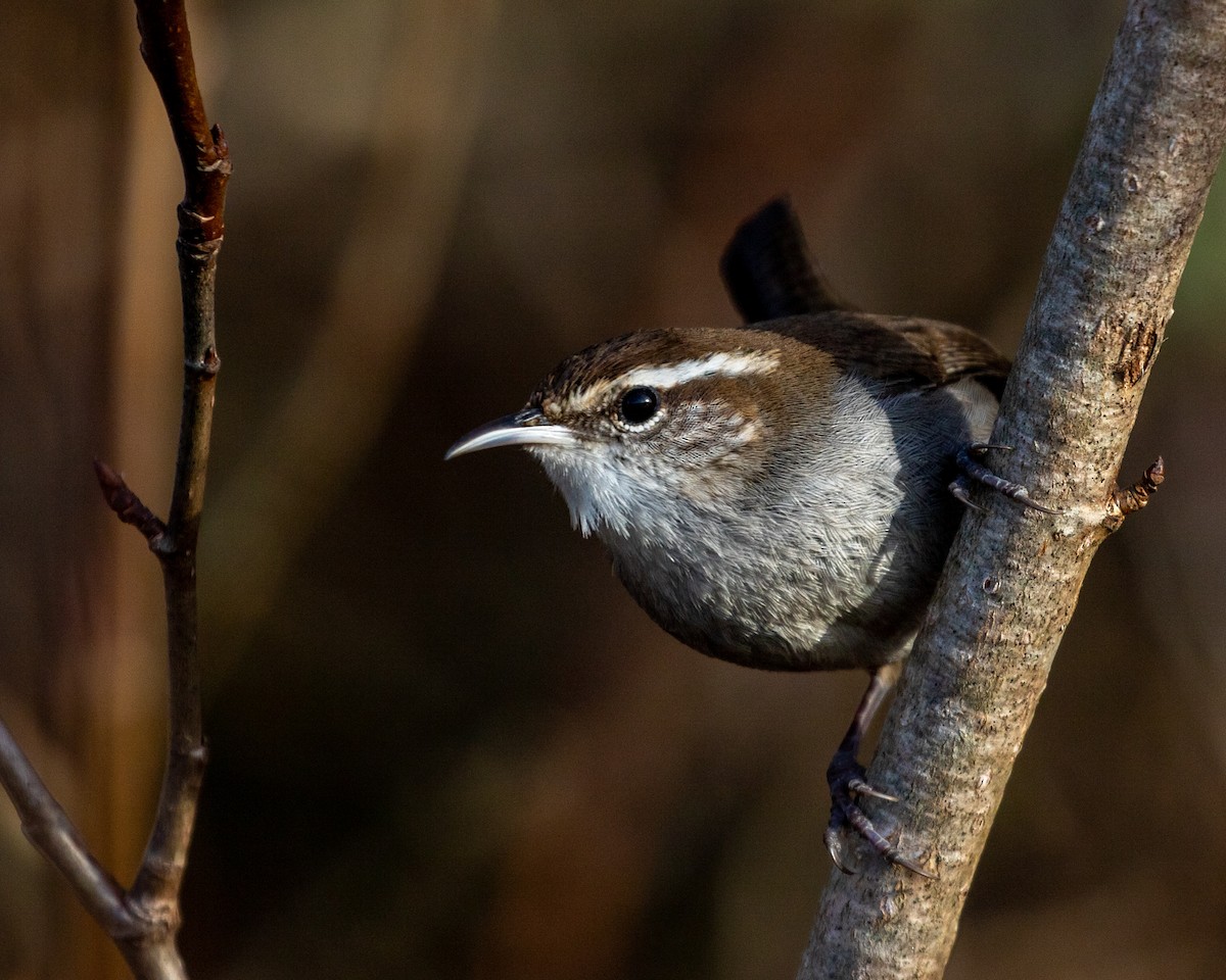 Bewick's Wren - ML297552911